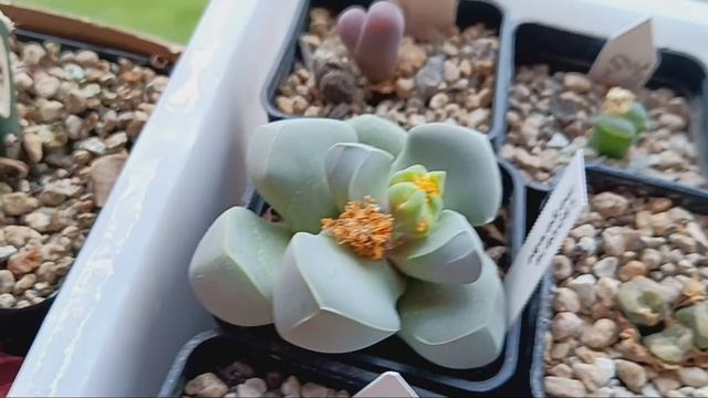 Ответы на вопросы по уходу за растениями.Зимовка кактусов в холодильнике.Лапидария.Сеянцы литопсов. смотреть онлайн