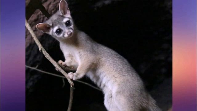 какомицли смотреть онлайн