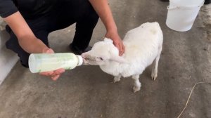 Кормление ягненка молочком