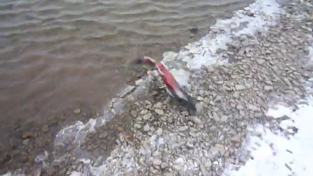 Вот это рыба.. Чукотская мальма (кингач) смотреть онлайн