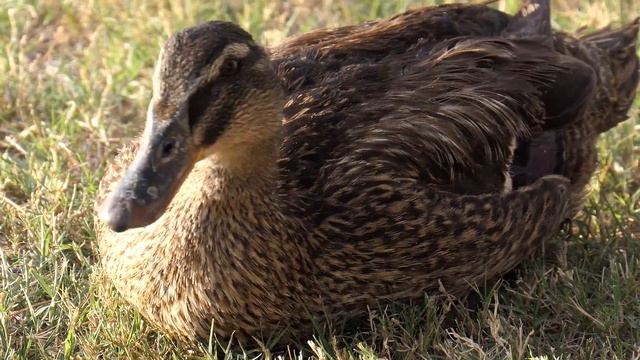 Panasonic Lumix DC-ZS200 (TZ200) - 4K Test Video смотреть онлайн