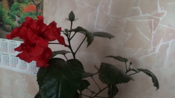 Цветёт гибискус из черенка!