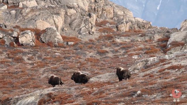 Тварини Північної Америки для дітей українською. Голооси та звуки тварин.
