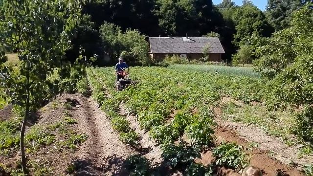 Окучивание. Мотоблок с дополнительными впереди колесами смотреть онлайн