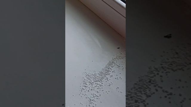 3 СПОСОБА ОТБЕЛИТЬ ПЛАСТИКОВЫЕ ПОДОКОННИКИ ? БЕЛОСНЕЖНЫЙ ПОДОКОННИК ОБЕСПЕЧЕН! Пользуйся ❤️ смотреть онлайн