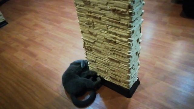 Как удовлетворить кошку или, что делать если нет поблизости кота... смотреть онлайн