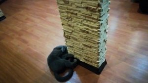 Как удовлетворить кошку или, что делать если нет поблизости кота...