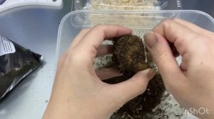 Пробуждаем клубни бегонии!