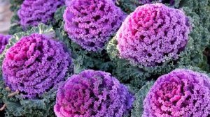 ДЕКОРАТИВНАЯ КАПУСТА: красота, да и только! Как вырастить ее на своем огороде