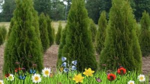 Туя западная Холмструп ? Обзор: посадка и уход. саженцы туи Холмструп: описание и особенности