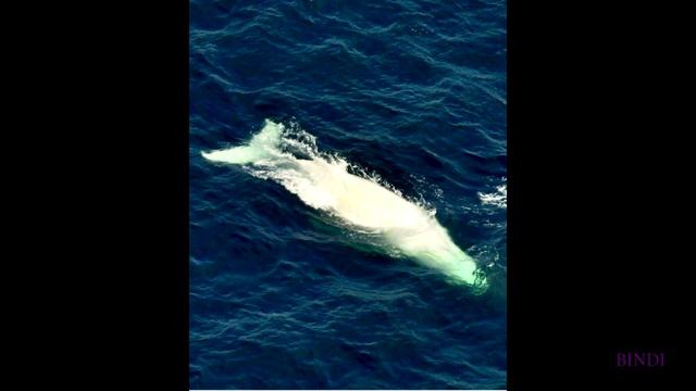 Ballena albina maravilla del mundo migaloo o hija de migaloo ? смотреть онлайн