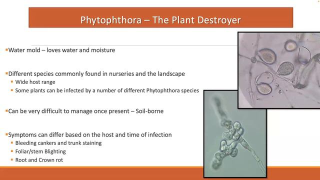 Diseases in Disguise: Difficult to Diagnose Landscape Problems смотреть онлайн