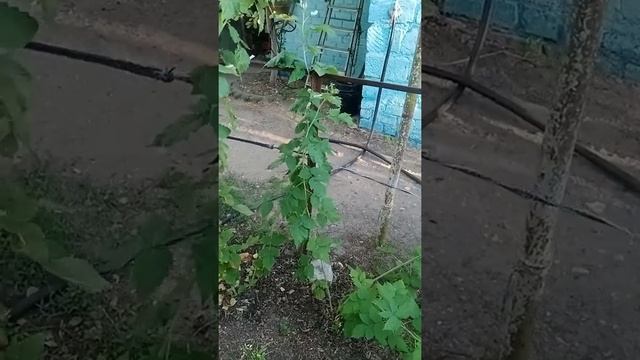 VID 20210805 181824 Плодоношение малины Самохвал на побегах текущего года. смотреть онлайн