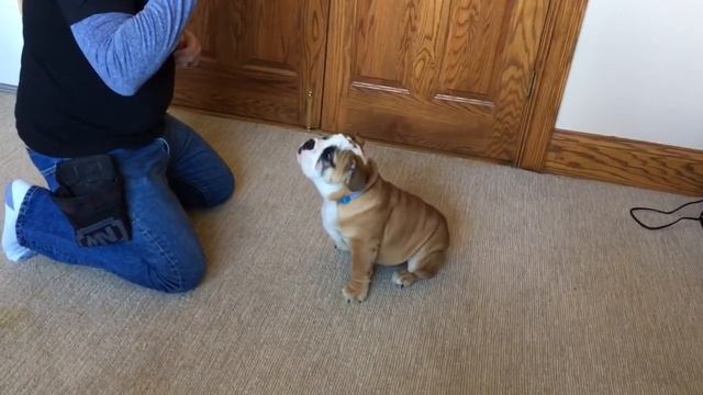 English Bulldog Puppy Early Obedience Training by Master Trainer David Harris смотреть онлайн