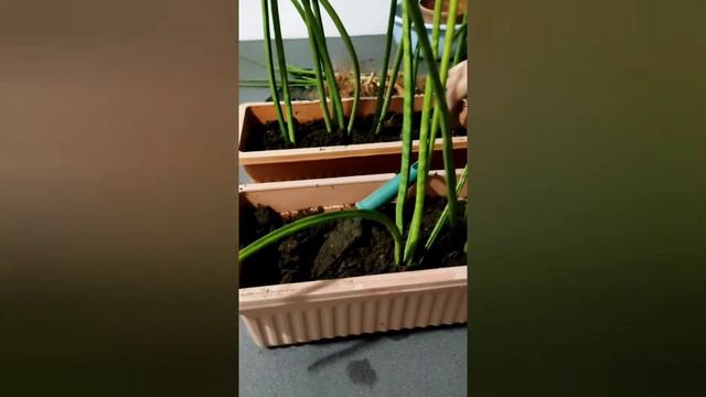 REPOTTING SANSEVIERIA BACULARIS