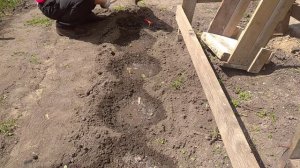 Надо обрезать корни у земляники при посадке или нет?