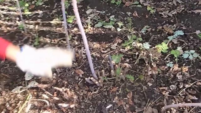 Маленький дачный обзор. Обрезка малины на зиму.