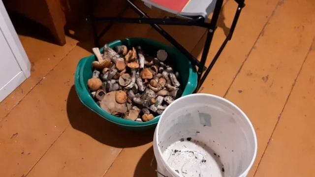 Белый гриб - сбор и заготовка на зиму. Рецепт засолки грибов. смотреть онлайн