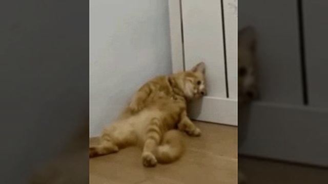 первый кот смотреть онлайн