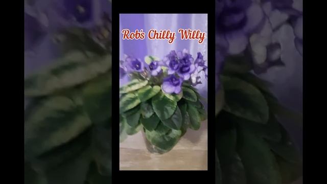 Мини и полумини фиалки с названиями сортов смотреть онлайн