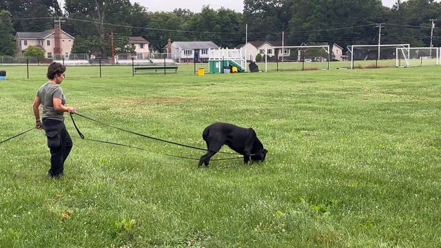 IGP tracking with CANE CORSO Bacco #canecorso #dogtraining #dog смотреть онлайн