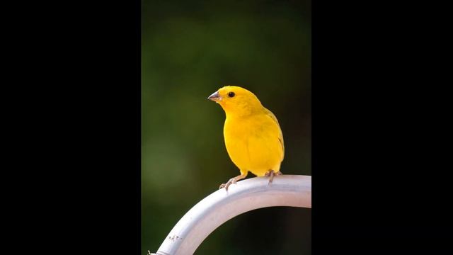 Пение канарейки . Певчий кенар. смотреть онлайн