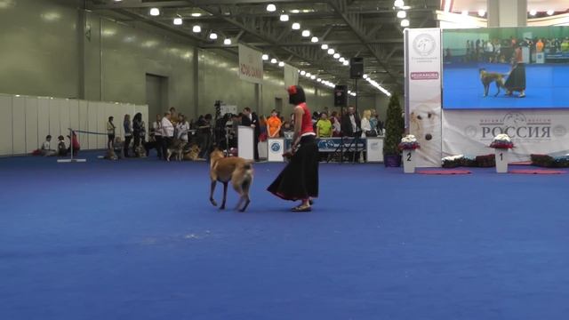 Танцы с собаками "Россия - 2014". Dog Dancing. Canine Freestyle. смотреть онлайн