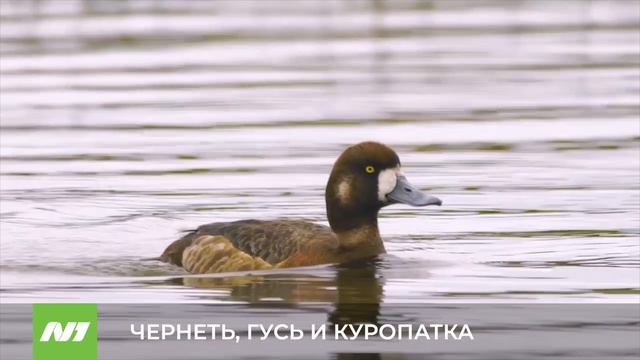 ЧЕРНЕТЬ, ГУСИ И КУРОПАТКА смотреть онлайн