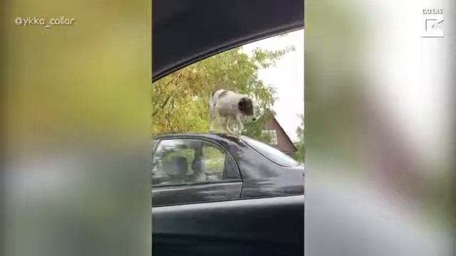 stupid dog/тупая собака/ oчень смешное видео смотреть онлайн