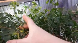 Мурайя метельчатая. Мой опыт выращивания.