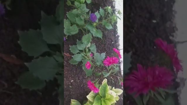 С ДОБРЫМ УТРОМ !!! МОИ АСТРЫ.❣🍁❣ смотреть онлайн