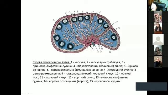 Ендокринні органи. смотреть онлайн
