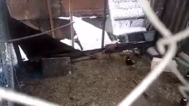 ?️?// ДОМАШНИЙ ПИТОМНИК //??️ // АНДРЕЯ ЗЛЕНКО // ПС. ЗИМОВНИКИ. РОСТОВСКАЯ ОБЛ //? 14.01.20. смотреть онлайн