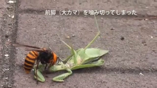 Бои жуков: Шершень против Богомола. смотреть онлайн