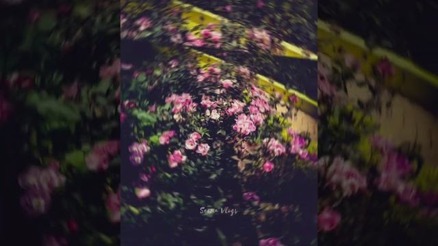 Photography | Nature | Adobe Photoshop | #8 @SeenaVlogs смотреть онлайн