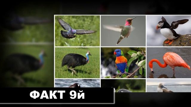 15 интересных фактов. Наиболее древние известные писания созданы в древнем Египте около 3200 ле.... смотреть онлайн