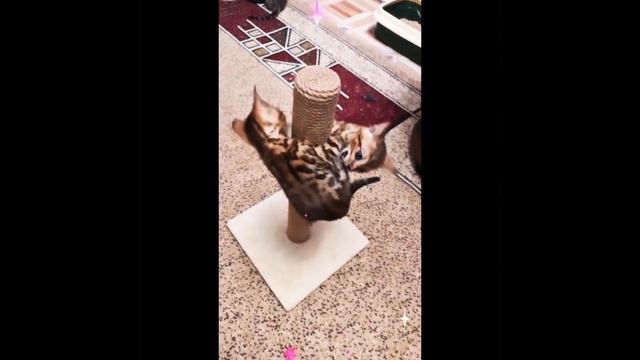 Бенгальские котята
