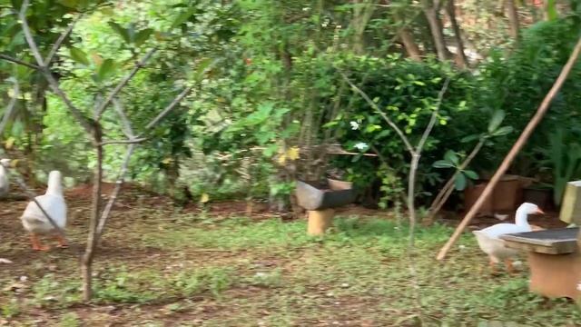 Наша Панчакарма в Керале и запись прямого эфира с доктором Джагадишей смотреть онлайн