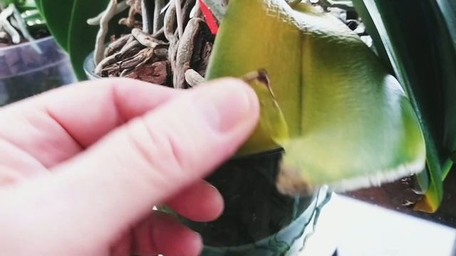 ОРХИДЕИ: Убил всех мошек, блошек и трипсов! Легко. смотреть онлайн