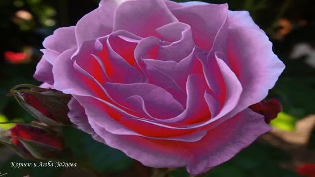 Ах !Зачем болит душа. смотреть онлайн