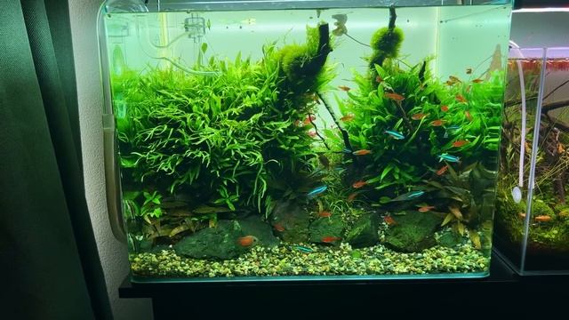 HOW TO TRIM AQUARIUM PLANTS LIKE A PRO! смотреть онлайн