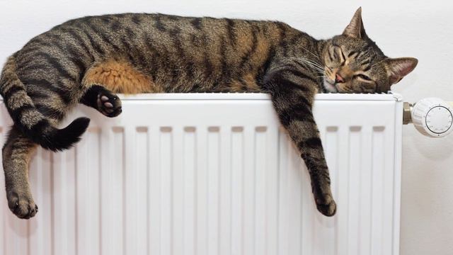 Это может нанести вред здоровью! Ошибки, которые могут совершить владельцы кошек смотреть онлайн