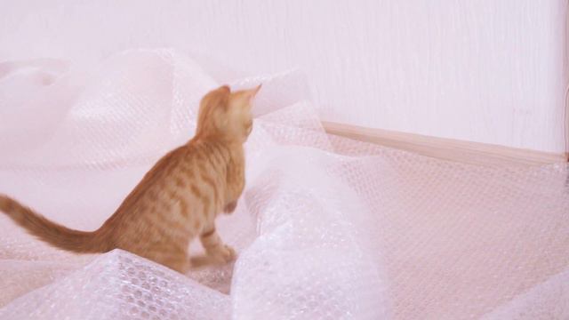 Мои Питомцы VS Полоса Препятствий из пупырки))) смотреть онлайн