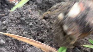 Какие плюсы имеет выращивание гладиолусов в корзинках