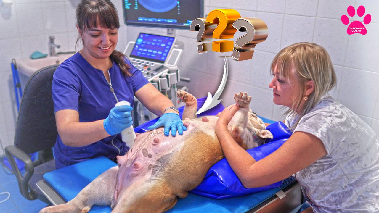 Кто живет внутри бульдожки Лисы? Скоро узнаем! смотреть онлайн