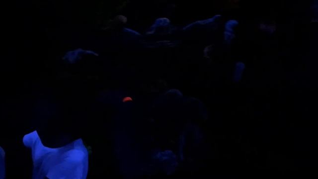 Отдыхаем в Сочи всей семьёй 27.07.2022г.-28.07.2022 Сочи Парк Отель. Дельфинарий. Океанариум.Часть смотреть онлайн