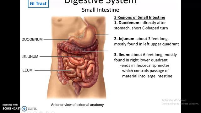 Human Anatomy Chapter 24: The Digestive System Part 2 смотреть онлайн