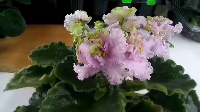 Rosie Ruffles спорт фіалка смотреть онлайн