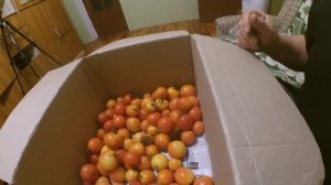 Помидоры(томаты) сорт ЖИРАФ, длительного хранения