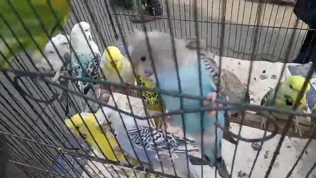 Sunday birds Bazar|Sunday birds price update|Lahore birds market #haiderbirdzone #shehrmaindihat смотреть онлайн